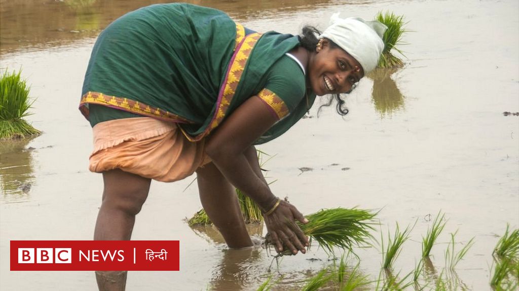 दुनिया में भारतीय चावल की जमती धाक से कैसे छूटे पाकिस्तान के पसीने