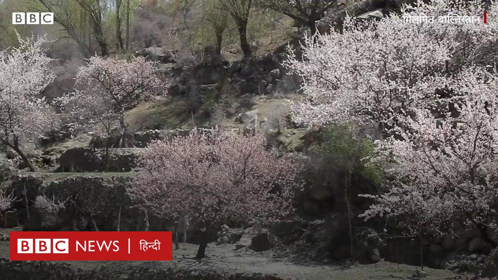 कोरोना के ग़म के बीच गिलगित बल्तिस्तान में मुस्कुराते चेरी के फूल