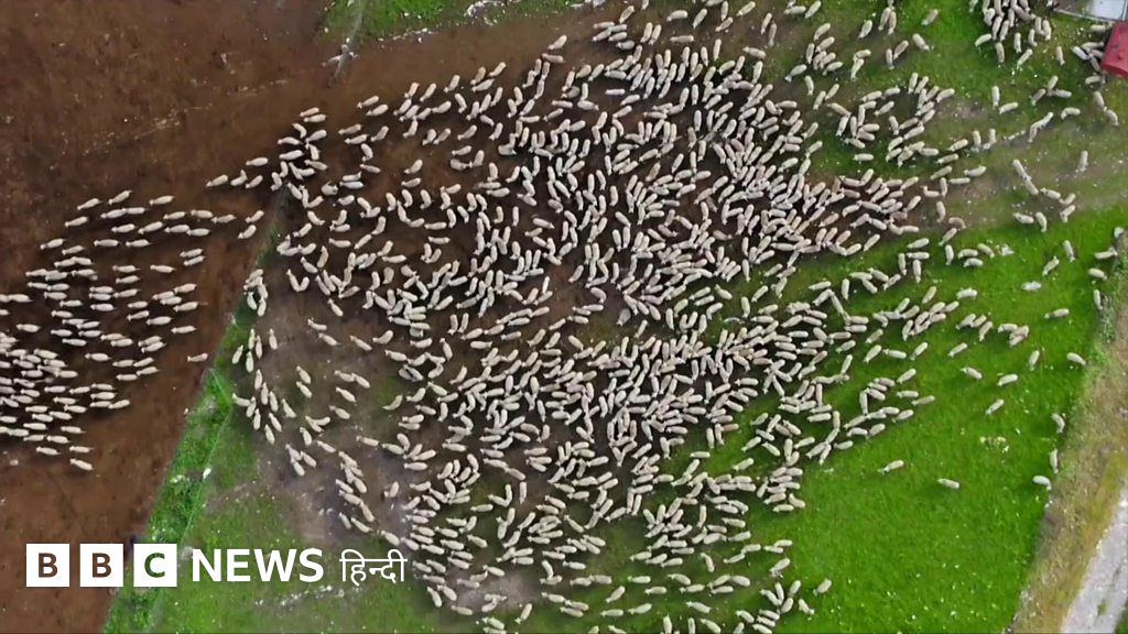 भेड़ों का ऐसा वीडियो नहीं देखा होगा आपने