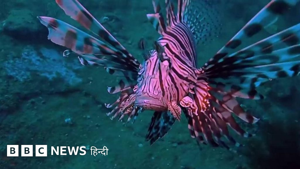 ख़ूबसूरत दिखने वाली मछली जो तबाही मचा रही है