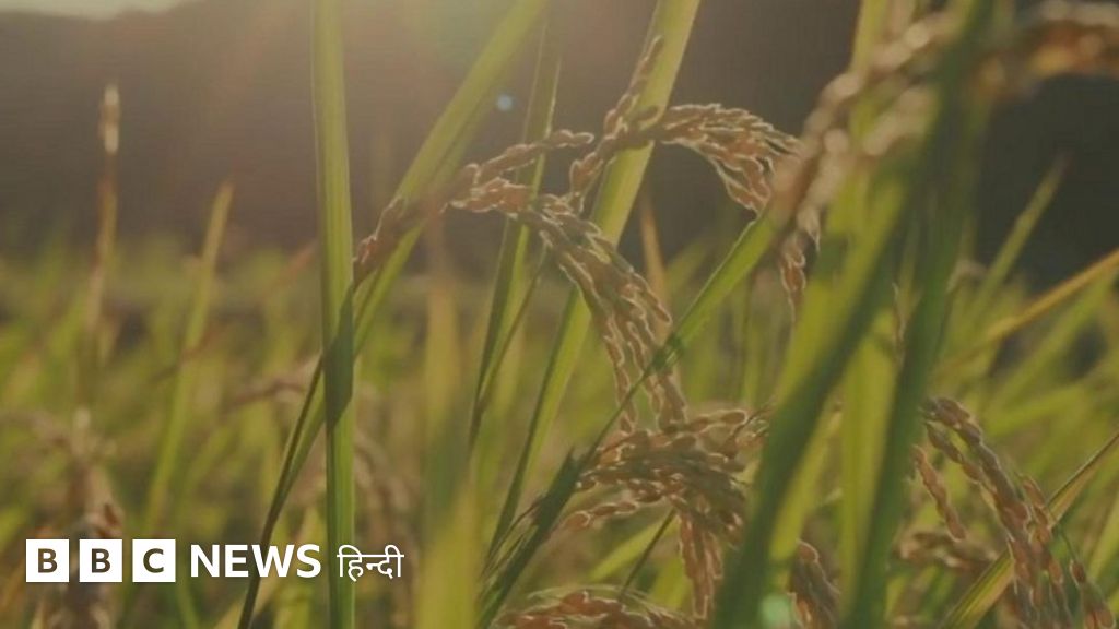 भारतीय चावल के सामने पाकिस्तान के क्यों छूटे पसीने