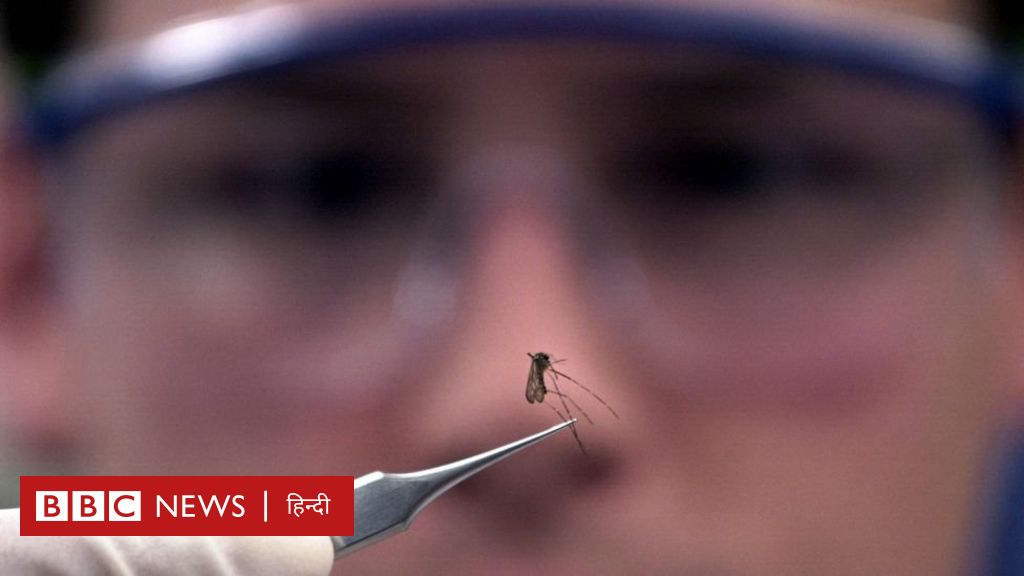 मच्छरों का दुनिया से सफ़ाया संभव है?-दुनिया जहान