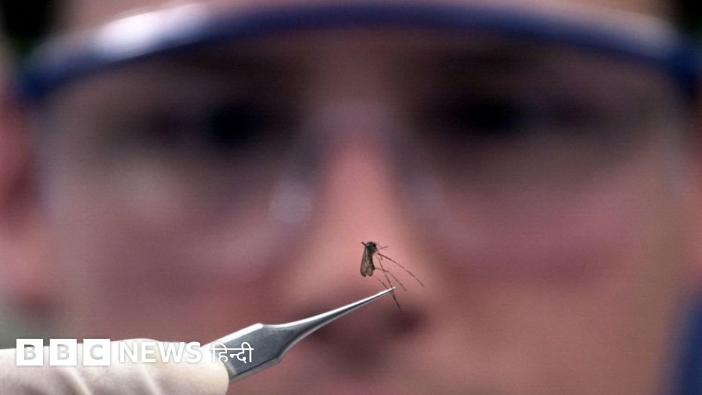 मच्छरों का दुनिया से सफ़ाया संभव है?-दुनिया जहान