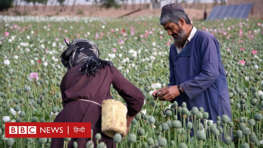 अफ़ग़ानिस्तान: तालिबान की अर्थव्यवस्था और अफ़ीम का रिश्ता क्या है?