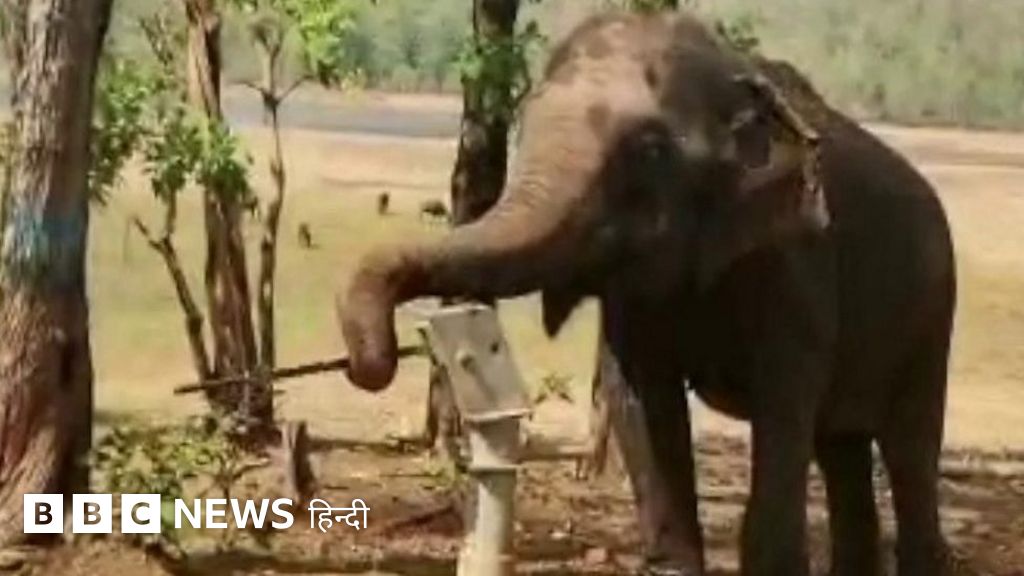 ये हाथी बेहद चालाक है, खुद हैंडपंप चलाने में माहिर