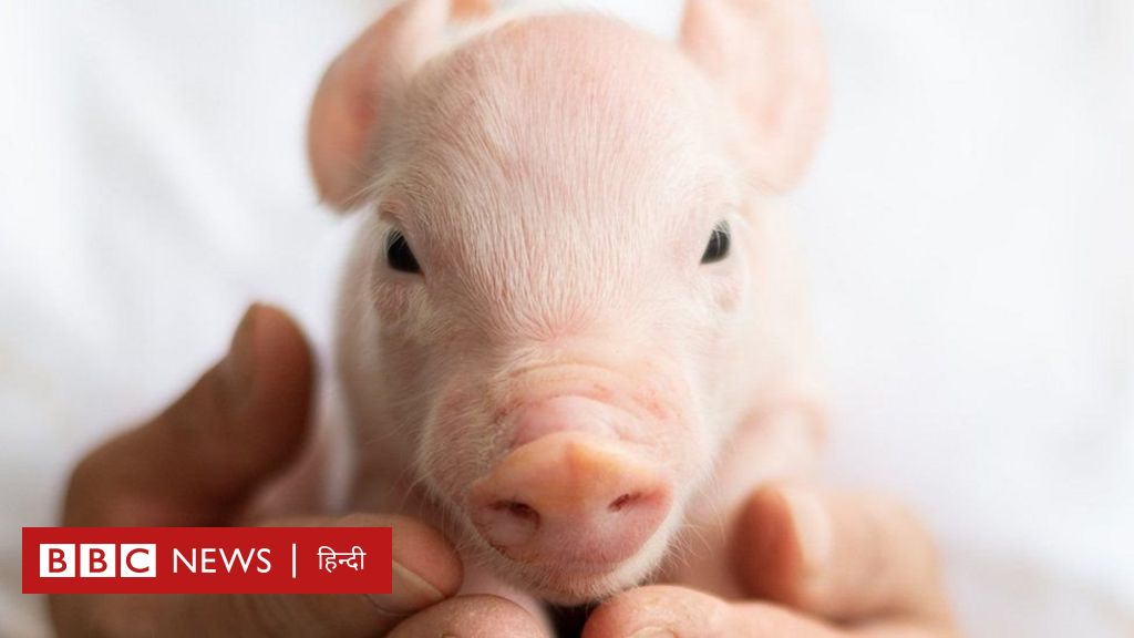 क्या अब सूअर बचाएगा इंसान की ज़िंदगी? क्या होता है जेनोट्रांसप्लांटेशन