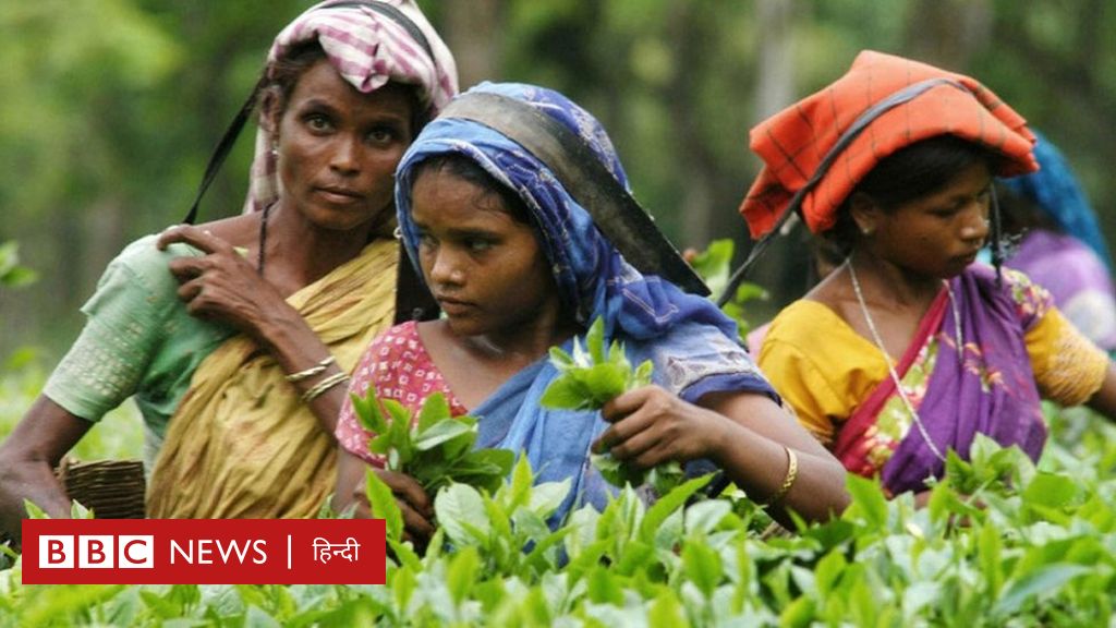 असम में हवाई अड्डे के लिए चाय बागान की ज़मीन खाली कराने का क्यों हो रहा है विरोध?
