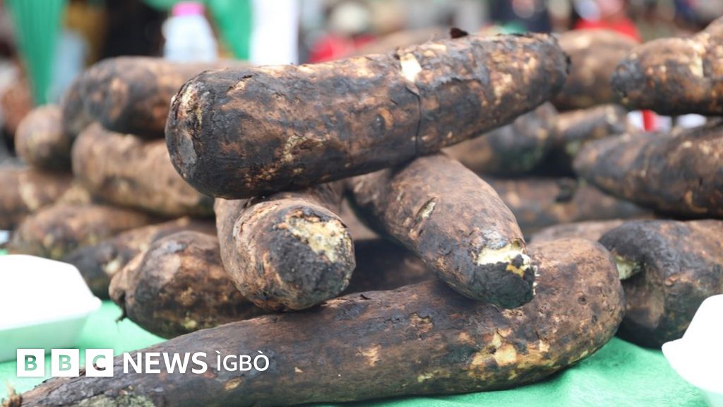 New Yam Festival Ihe mere ndị Igbo ji eme emume iri ji ọhụrụ BBC News Ìgbò
