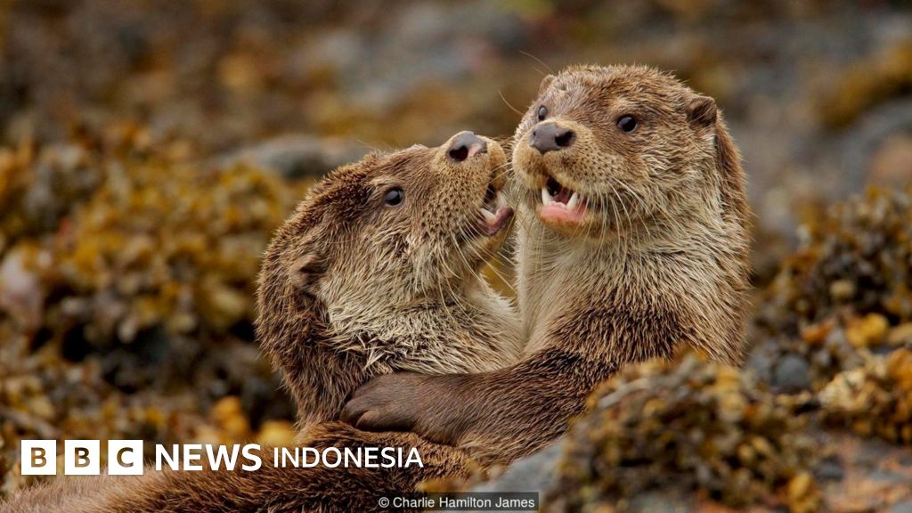 Kesuksesan Upaya Konservasi Berang Berang Dari Ancaman Kepunahan