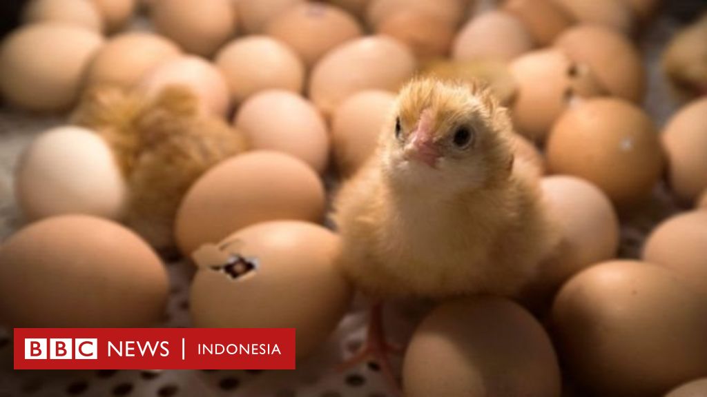 Enam hingga tujuh juta anak ayam jantan dihancurkan hidup ...