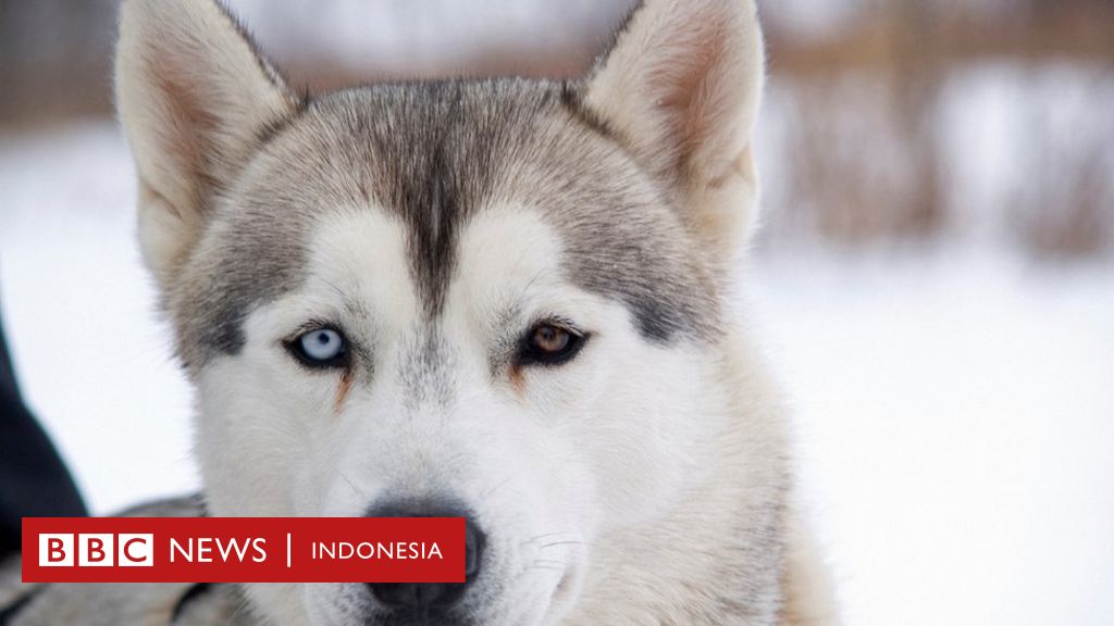 Kecil husky harga anjing Anjing Siberian