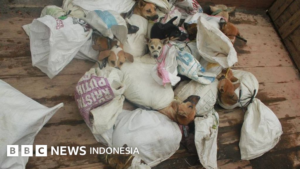 Mulut Dan Kaki Diikat Dilempar Ke Truk Perjalanan Anjing Anjing