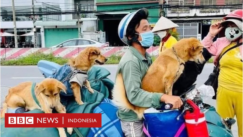 Dozens of dogs in Vietnam killed by authorities over fear of contracting Covid, owner cries – ‘I can’t protect my children’