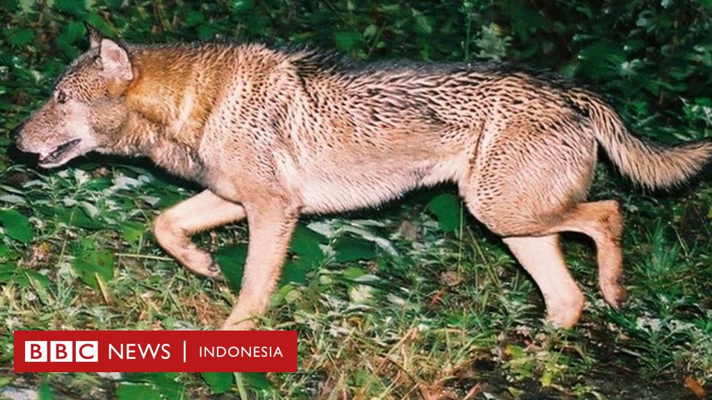 Disebut Punah 100 Tahun Lalu Benarkah Serigala Jepang Yang