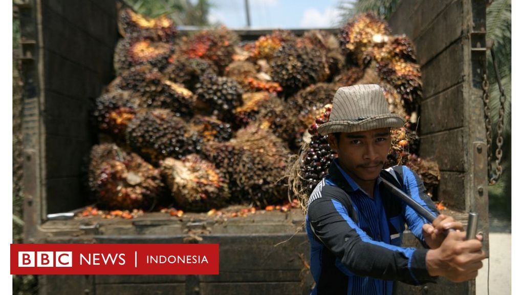 Moratorium Kelapa Sawit Uu Cipta Kerja Dikhawatirkan Begal Capaian Pengelolaan Hutan Bbc 3160