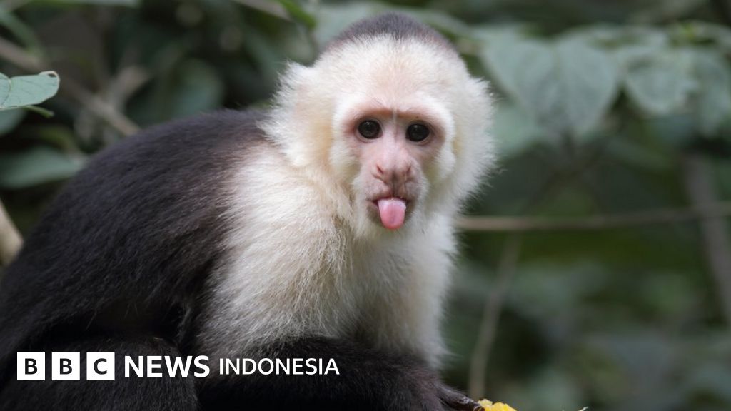Lima Ekspresi Emosi Manusiawi Yang Juga Dirasakan Hewan Bbc