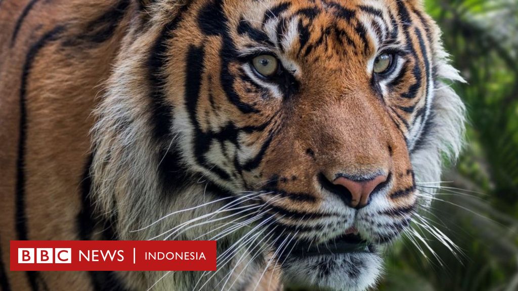 Harimau Sumatera Alih fungsi hutan dorong harimau turun 