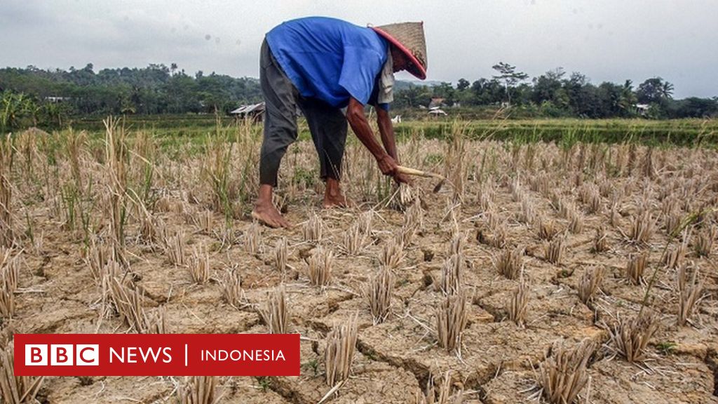 Presiden Jokowi tunjukkan pertumbuhan sektor pertanian, petani: 'Hilang