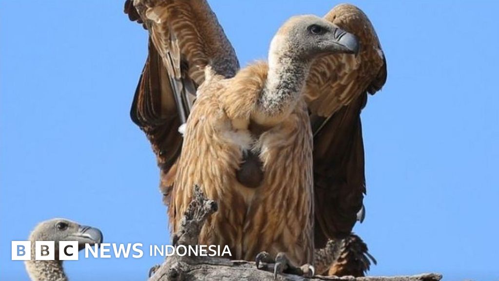 Perjuangan Menyelamatkan Burung Nasar Afrika Bbc News Indonesia