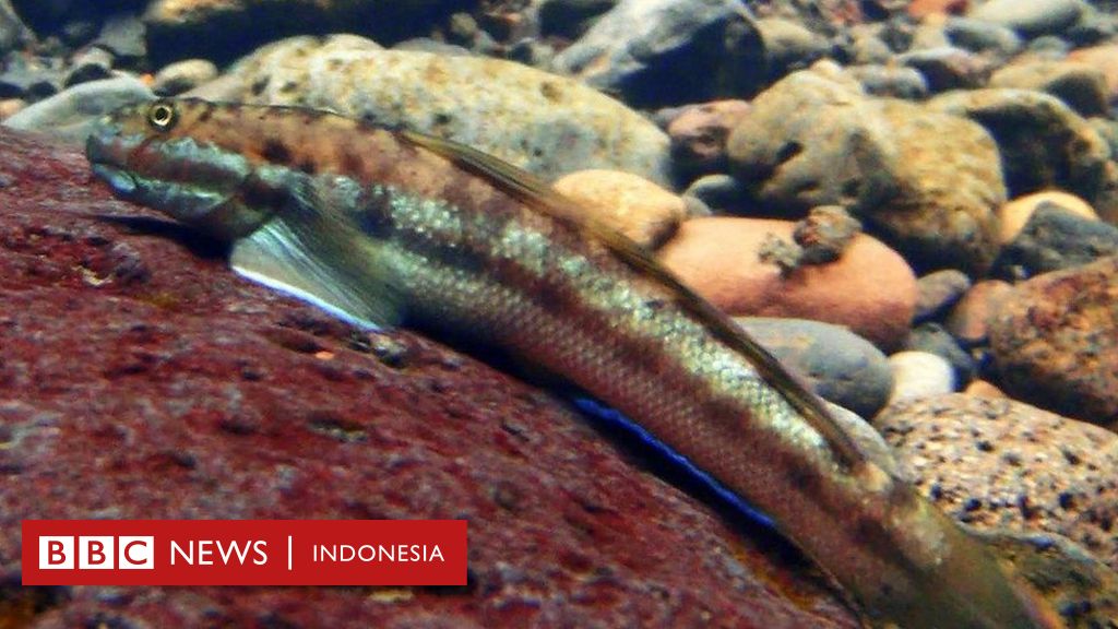 9700 Koleksi Ikan Laut Mati Dalam Air Tawar HD Terbaru