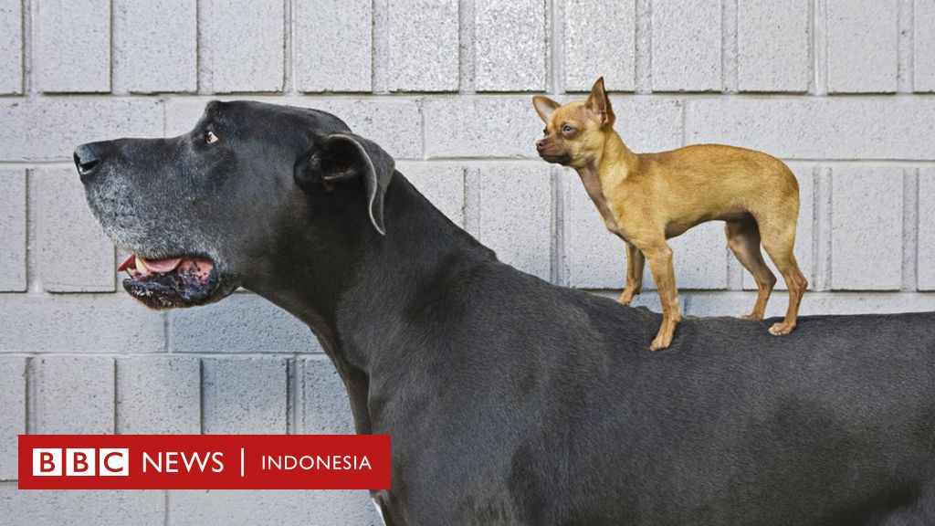 Anjing adalah  peliharaan  dan sahabat tertua manusia 