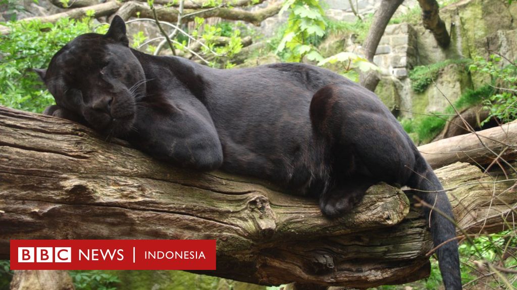 Jaguar serang perempuan yang sedang selfie di kebun binatang - BBC News