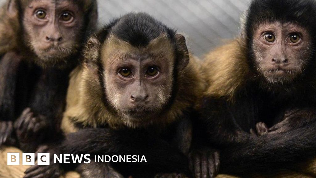 Ketika Monyet Mengajarkan Konsep Uang Kepada Manusia Bbc News