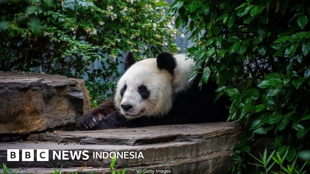 Alasan Mengapa China Meminjamkan Panda Ke Kebun Binatang Di