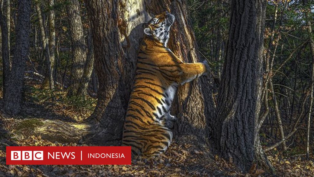  Harimau memeluk pohon tarian lucu anak anak kucing 