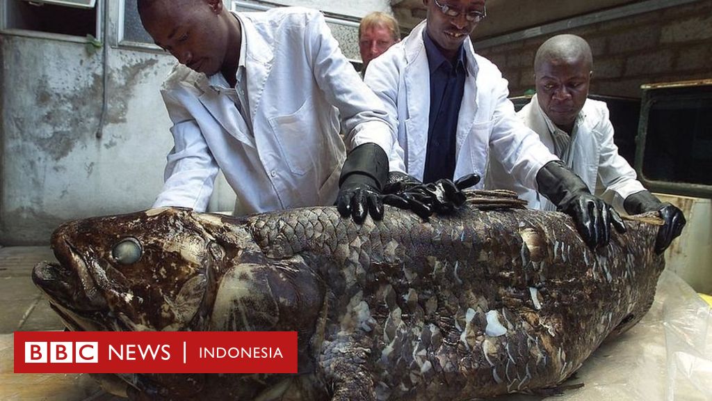 Ancient fish found in Sulawesi and Africa ‘could live for up to a century’