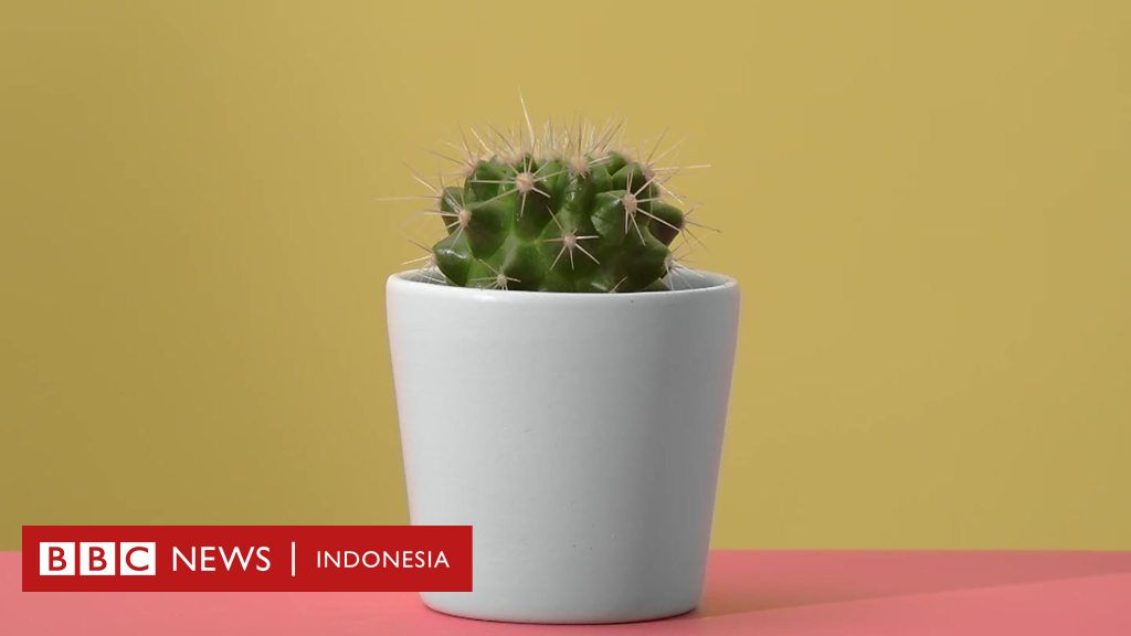 Vaksin Apa Itu Kekebalan Kelompok Dan Mengapa Itu Penting Bbc News Indonesia