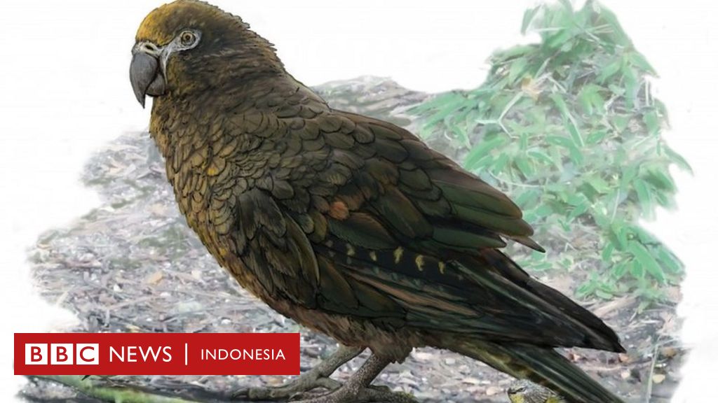 Fosil burung nuri setinggi satu meter dan 'tidak bisa terbang' ditemukan di  Selandia Baru - BBC News Indonesia