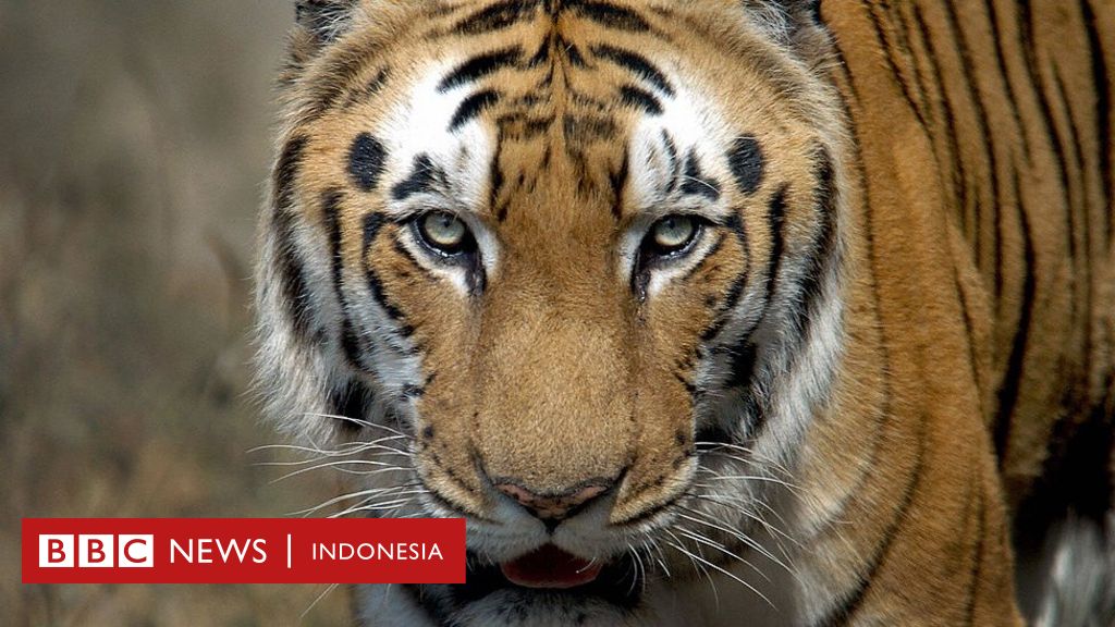 Unduh 500 Koleksi Gambar Harimau Garang Paling Baru Gratis HD