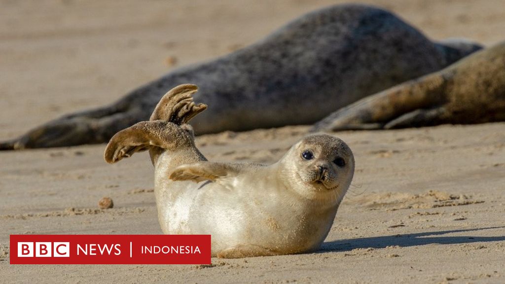 Hewan Hewan Yang Punah Dari Dodo Burung Yang Tak Bisa Terbang Sampai Quagga Zebra Unik Bbc News Indonesia