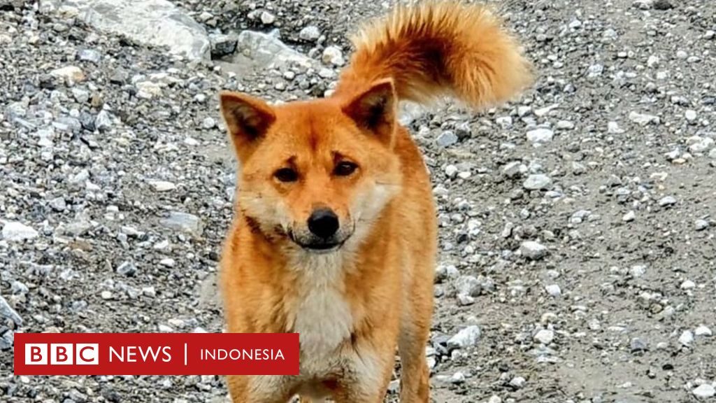  Anjing bernyanyi Papua Lolongan yang kembali setelah 