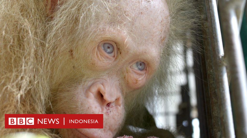 Orang Utan Albino Dirawat Setelah Diselamatkan Di Kalimantan Bbc News Indonesia