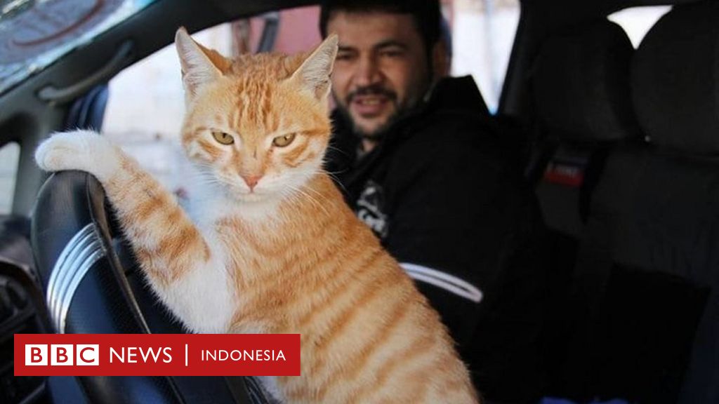 Kisah Penyayang Kucing Dari Aleppo Suriah Bbc News Indonesia