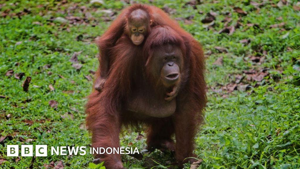 Cerita Warga Di Kalimantan Tengah Yang Pernah Makan Orang Utan