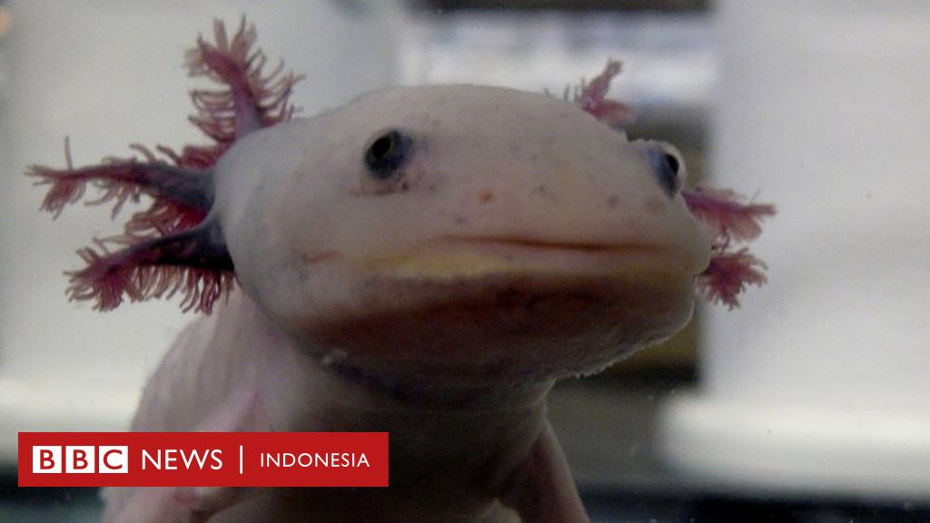 Axolotl: 'Ikan berkaki' yang jadi ikon Mexico City - BBC Indonesia