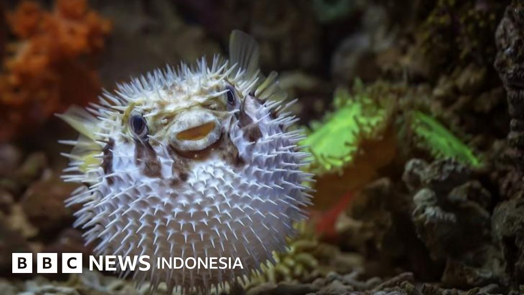 Mahkluk Mahkluk Bulat Di Kerajaan Satwa Dari Ikan Buntal Sampai