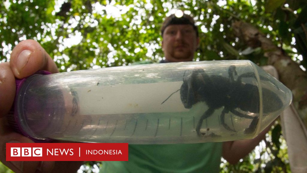 Lebah raksasa yang terbesar  di  dunia  ditemukan hidup di  