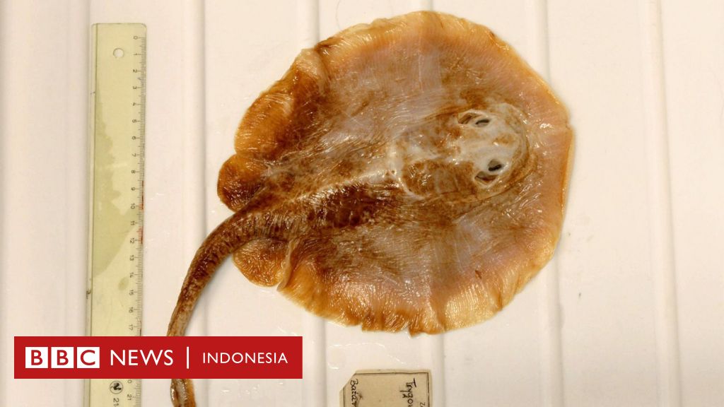 Pari Jawa: Spesies Ikan Laut Pertama yang Punah Akibat Ulah Manusia