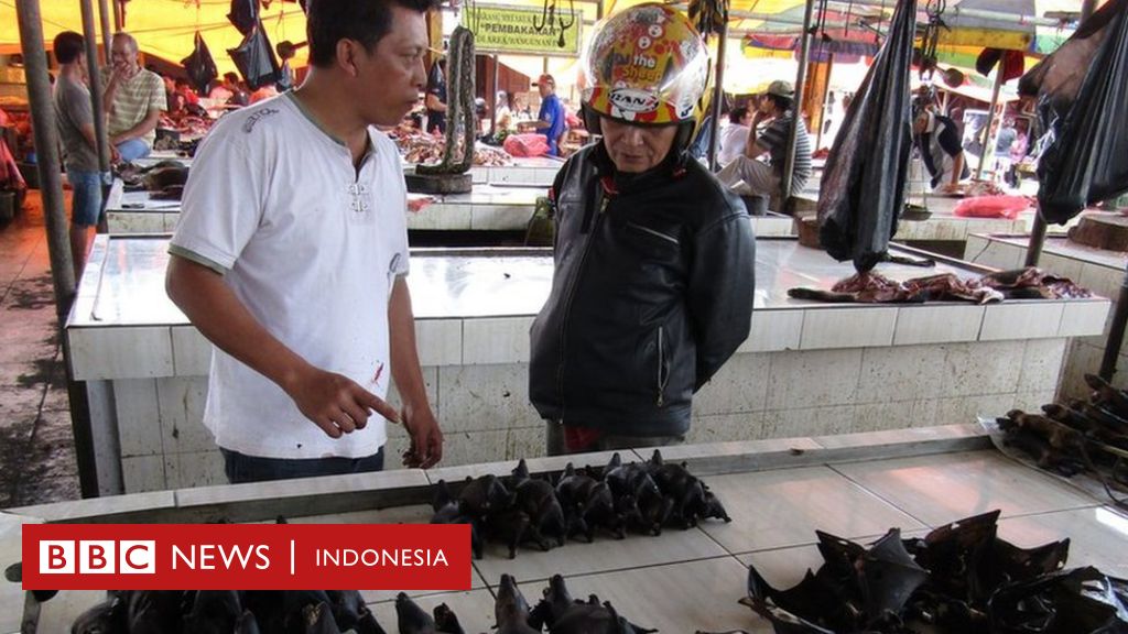 Virus Kelelawar Penyakit Akibat Corona Dianggap Berasal Dari