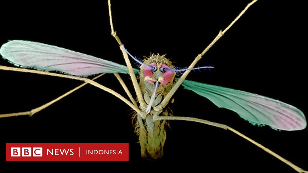 As Loloskan Obat ‘fenomenal Diklaim Bisa Sembuhkan Pengidap Malaria Kambuhan Bbc News Indonesia