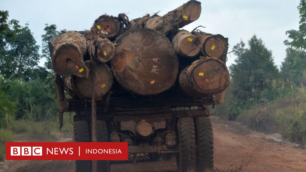 Deforestasi lebih cepat daripada pertumbuhan hutan Kalimantan, Amazon dan Afrika, kata penelitian tersebut
