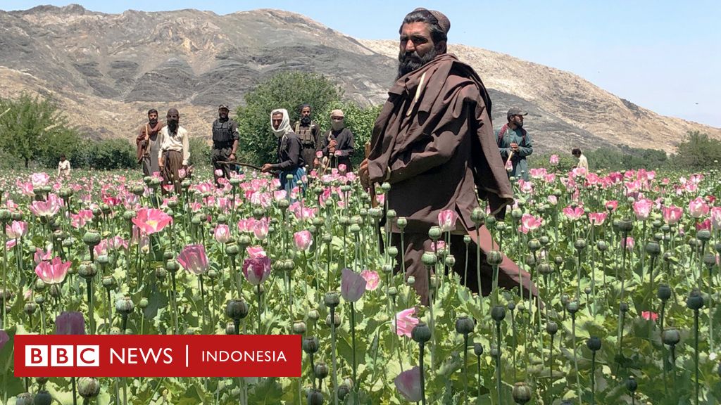 Taliban hancurkan ladang opium dalam perang melawan narkoba