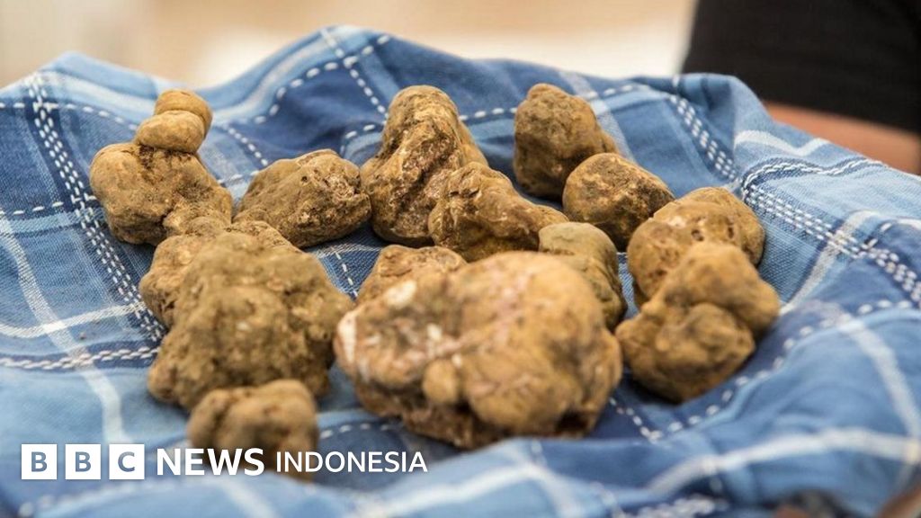 Rahasia di balik jamur truffle putih tersohor dari Italia BBC News