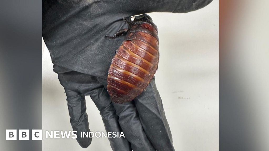 Kecoak sebesar telapak tangan dan serangga lainnya senilai R