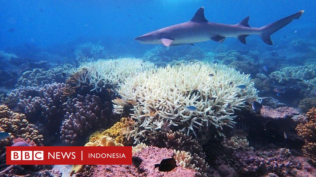 Pemutihan Terumbu Karang Ilmuwan Temukan Cara Membuat Terumbu Karang Lebih Tahan Panas Bbc News Indonesia