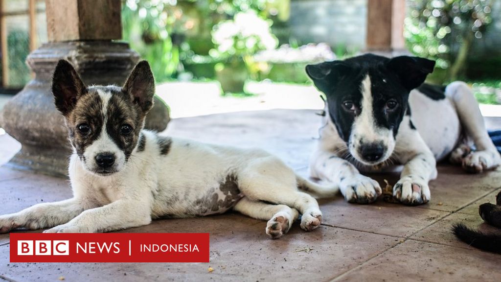 Darurat Rabies Di Dua Kabupaten Nusa Tenggara Barat Cegah